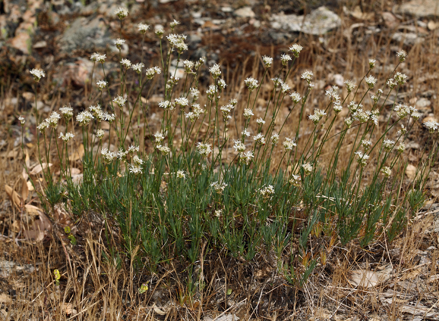 Image of suffrutescent sandwort