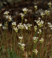 Слика од Eremogone congesta var. suffrutescens (A. Gray) R. L. Hartman & Rabeler