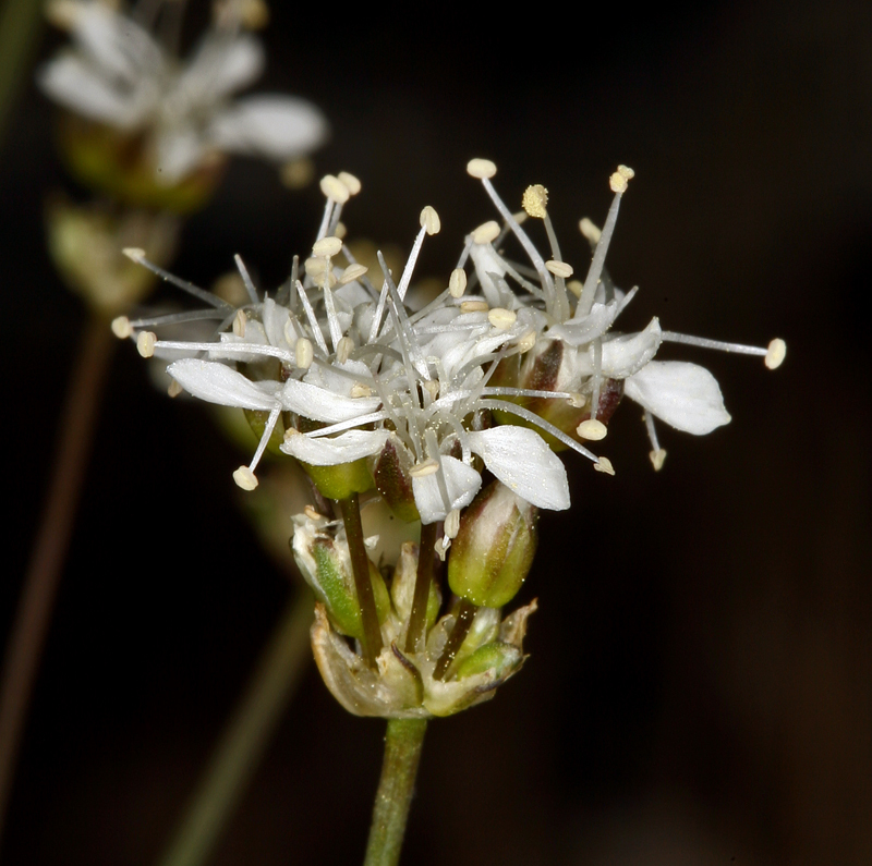 Слика од Eremogone congesta var. suffrutescens (A. Gray) R. L. Hartman & Rabeler