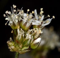 Image of suffrutescent sandwort