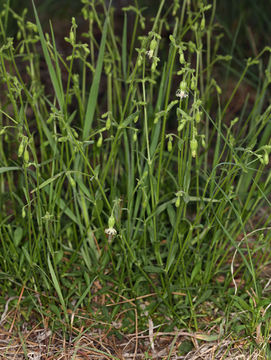 Image of Lemmon's catchfly