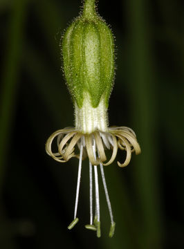 Image of Lemmon's catchfly