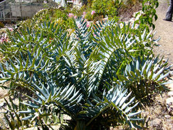 Image of Eastern Cape Blue Cycad