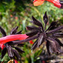 Image of Salvia rubescens Kunth