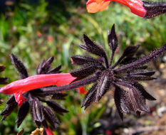 Image of Salvia rubescens Kunth