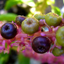 Phytolacca icosandra L. resmi