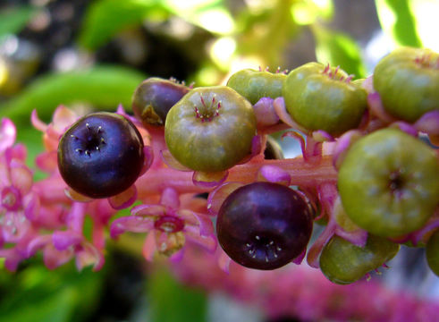 Phytolacca icosandra L. resmi