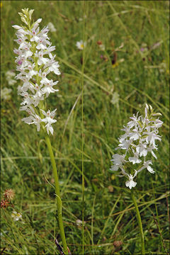 Image of Dactylorhiza maculata subsp. transsilvanica (Schur) Soó