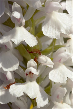 Image of Dactylorhiza maculata subsp. transsilvanica (Schur) Soó