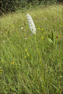 Image of Dactylorhiza maculata subsp. transsilvanica (Schur) Soó