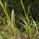 Image of Dactylorhiza maculata subsp. transsilvanica (Schur) Soó