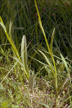 Dactylorhiza maculata subsp. transsilvanica (Schur) Soó resmi