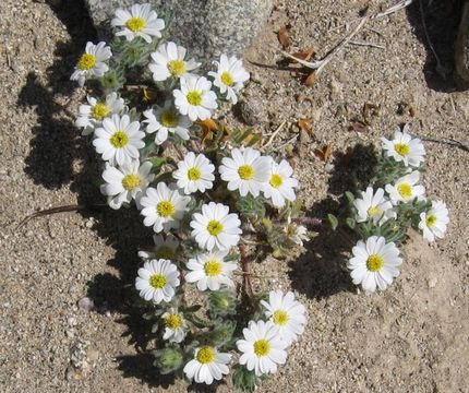 Image of Mojave desertstar