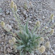 Image of blond plantain