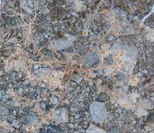 Image of Panamint cryptantha