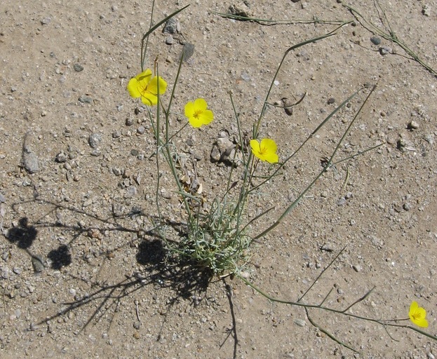 Imagem de Eschscholzia parishii Greene