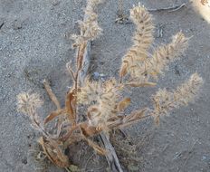 Image of Mojave popcornflower