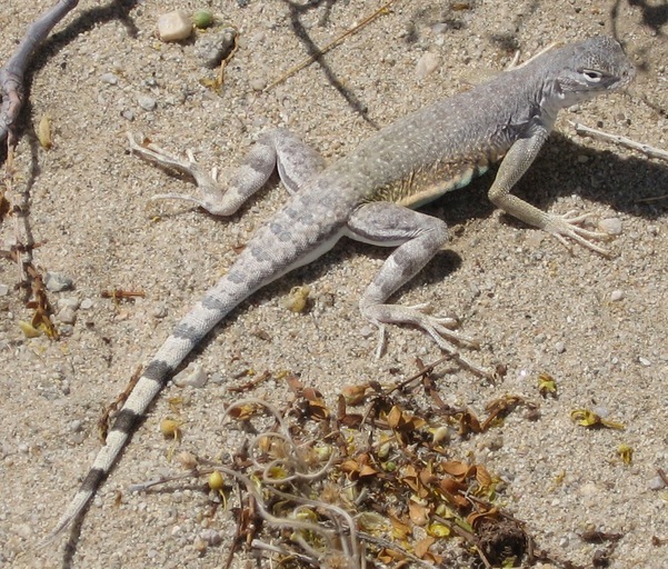 Image of Zebratail Lizard