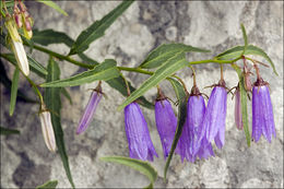 Campanula tommasiniana K. Koch resmi