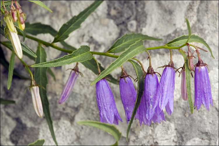 Campanula tommasiniana K. Koch resmi