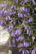 Campanula tommasiniana K. Koch resmi