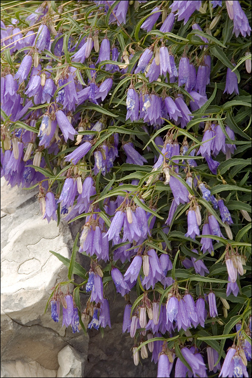 Campanula tommasiniana K. Koch resmi