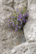 Campanula tommasiniana K. Koch resmi