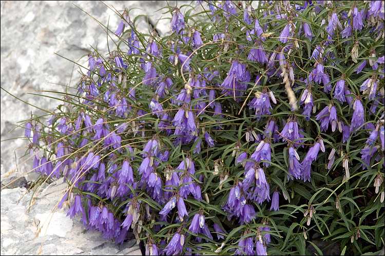 Campanula tommasiniana K. Koch resmi