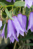 Campanula tommasiniana K. Koch resmi