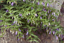 Campanula tommasiniana K. Koch resmi