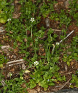 Image of Arenaria serpyllifolia subsp. serpyllifolia