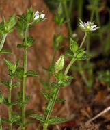 Image de Arenaria serpyllifolia subsp. serpyllifolia