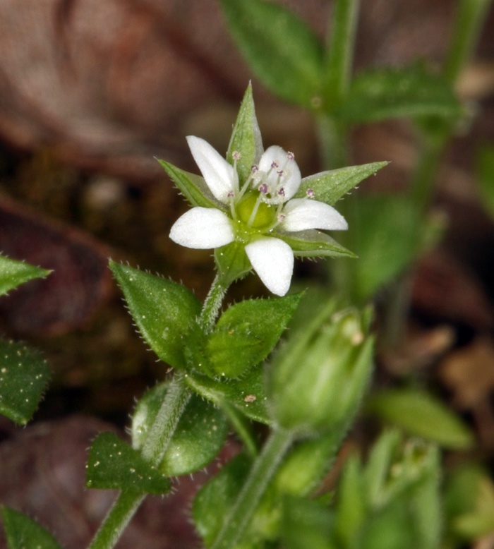 Image of Arenaria serpyllifolia subsp. serpyllifolia