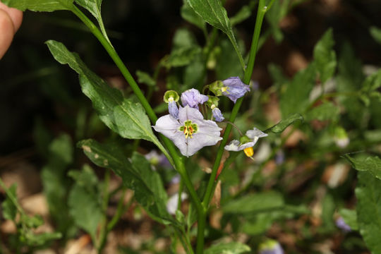 Image of chaparral nightshade