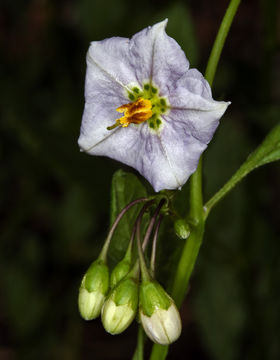 Image of chaparral nightshade