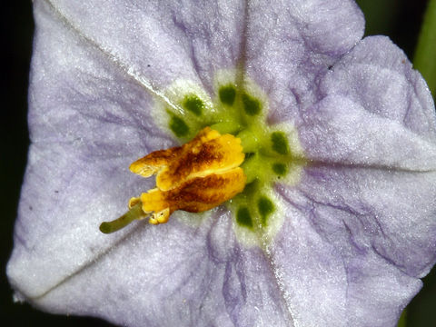 Image of chaparral nightshade