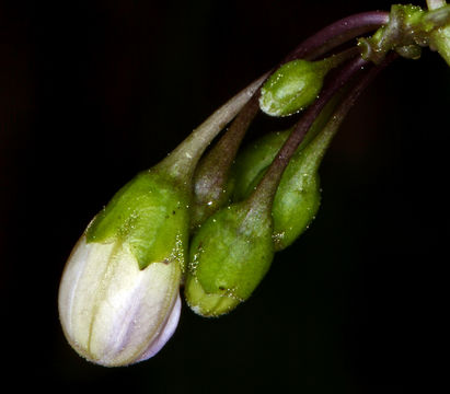 Image of chaparral nightshade