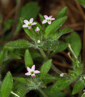 Image of variableleaf collomia