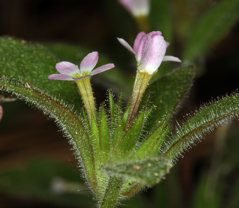 Image of variableleaf collomia