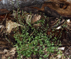 Image de Athysanus pusillus (Hook.) Greene