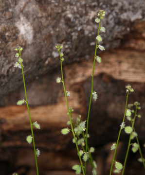 Image de Athysanus pusillus (Hook.) Greene