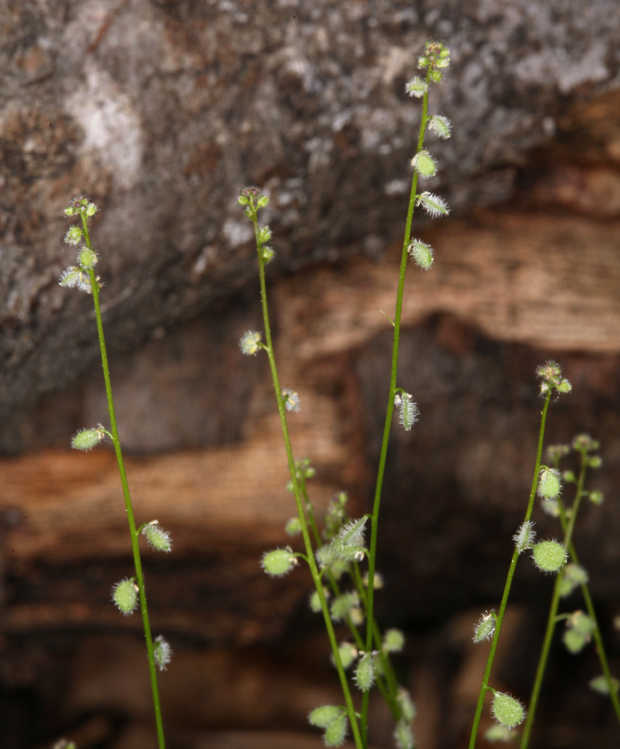 Image de Athysanus pusillus (Hook.) Greene