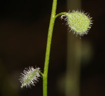 Image de Athysanus pusillus (Hook.) Greene