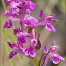Image of Lapland Marsh Orchid