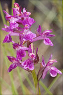 Image de Dactylorhiza lapponica (Laest. ex Hartm.) Soó