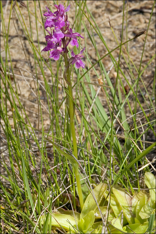 Image de Dactylorhiza lapponica (Laest. ex Hartm.) Soó