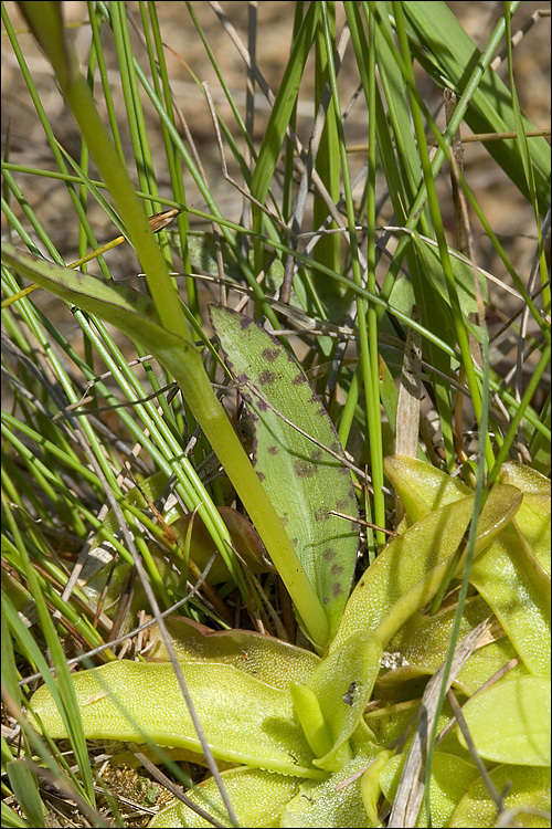 Image de Dactylorhiza lapponica (Laest. ex Hartm.) Soó