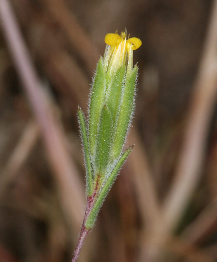 Image of wireweed