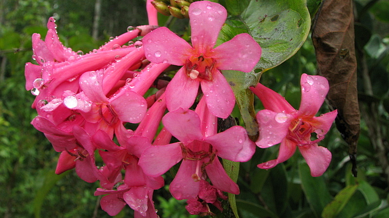 Image of Lundia cordata (Vell.) DC.