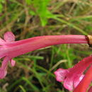 Image of Lundia cordata (Vell.) DC.